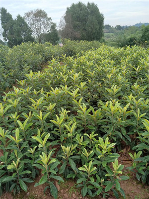 白玉枇杷树苗,开县白玉枇杷树苗种苗批发