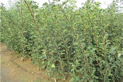 无籽大山楂苗全国热销 苗圃培育、售后一条龙服务，助力各大区种植无忧