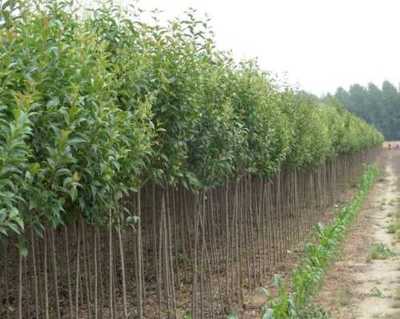 苗木种子批发 街道景观小品哪里买