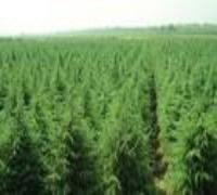 下余冲村办苗圃场 深耕苗木产业，助力乡村振兴