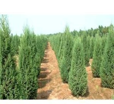 大连绿化苗木苗圃 联系渠道与一站式培育销售服务指南