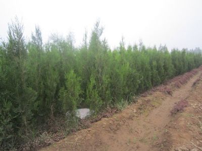 墓地绿化选择 侧柏与塔柏的对比分析——以河北定州市明远苗圃场为例