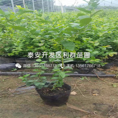 晚蓝蓝莓树苗 从优质苗圃到专业销售基地的培育与选购指南