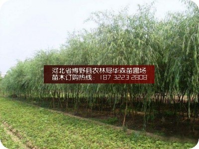 保定垂柳 苗圃培育与销售的典范——探访河北省博野县农林局华森苗圃场销售部