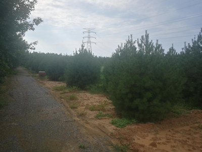 规划山东优质绿化苗圃 培育与销售的双赢策略