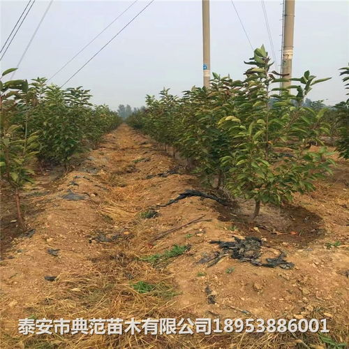 车厘子樱桃树苗价格与报价概况 苗圃培育与销售指南